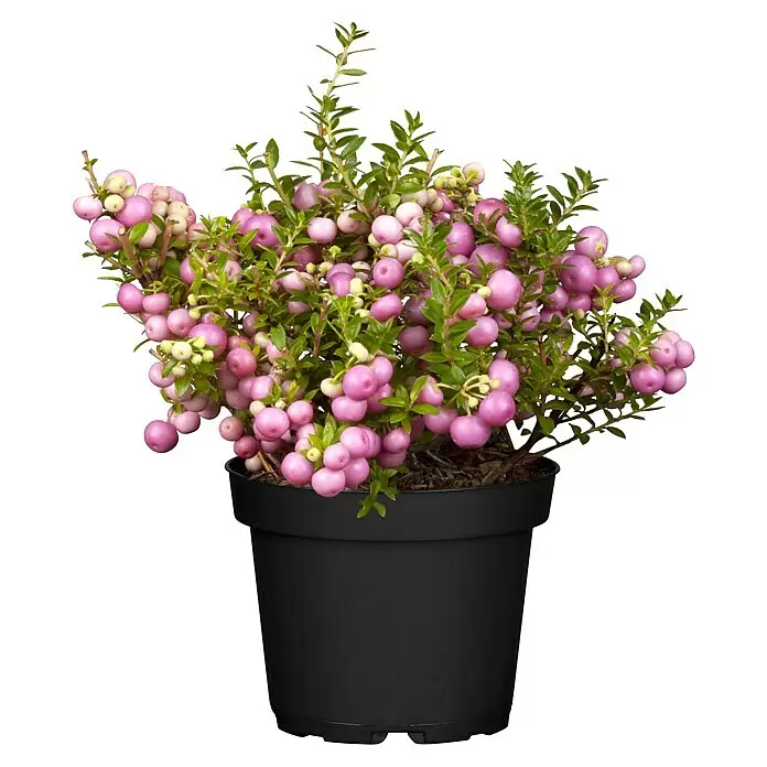 Piardino ScheinbeereGaultheria mucronata