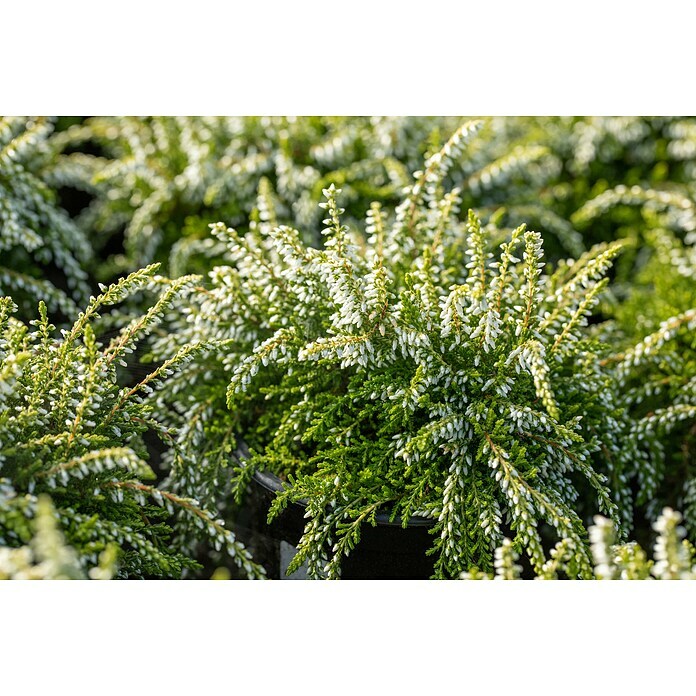 Besenheide im Set (3 Stk., 'Nelly', 'Claire' & 'Janina' (hängende Sorten), Calluna vulgaris) | BAUHAUS