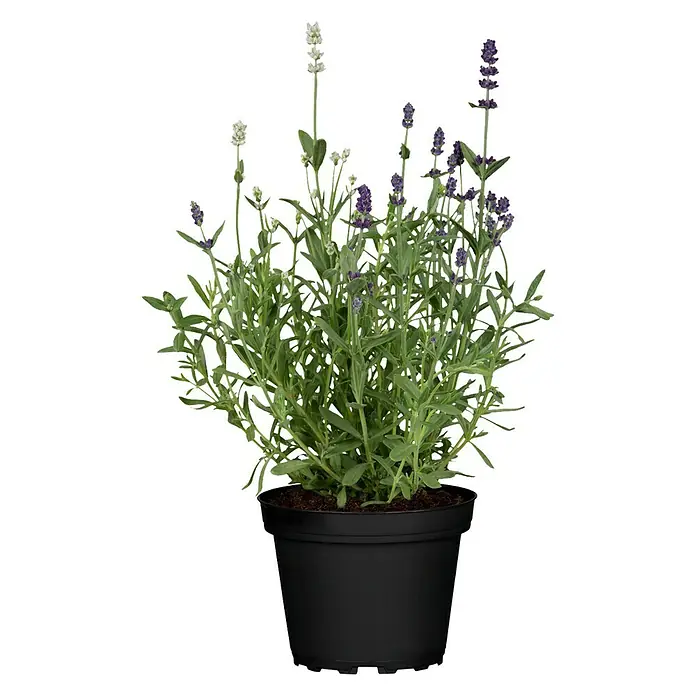 Piardino Lavendel Duo - Lavandula angustifolia, Topfvolumen: 1 l, Sortenabhängig - Lavendel im schwarzen Topf. Die Pflanze hat grüne Blätter und lilafarbene Blütenstände, die elegant aus dem Topf ragen.