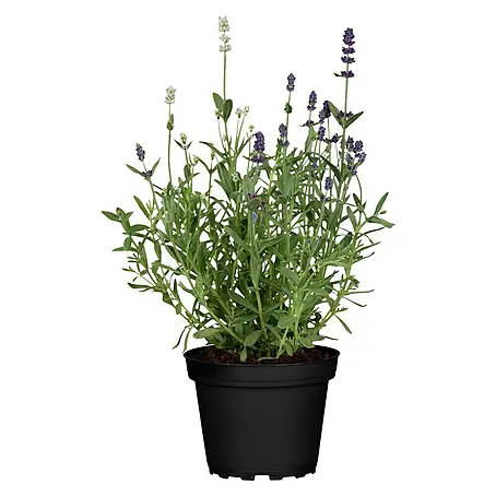 Piardino  Lavendel Duo