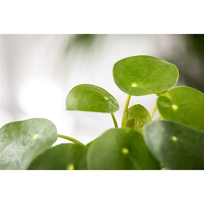 Piardino Kanonierblume Glückstaler - Pilea peperomioides, Topfgröße: 12 cm, Grün - Nahaufnahme einer Pilea peperomioides Pflanze mit runden, grünen Blättern und hellen Flecken.
