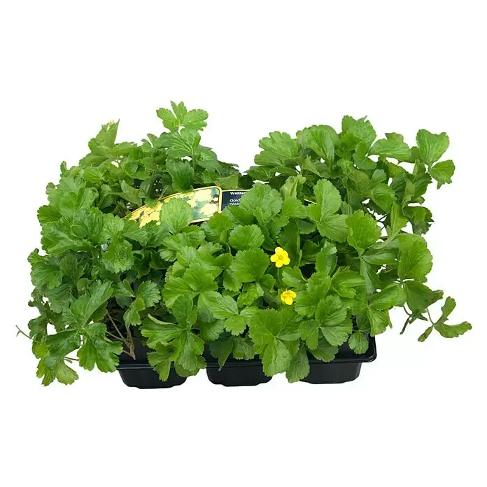 Piardino Stauden-SetBodendecker, Topfgröße: 9 cm