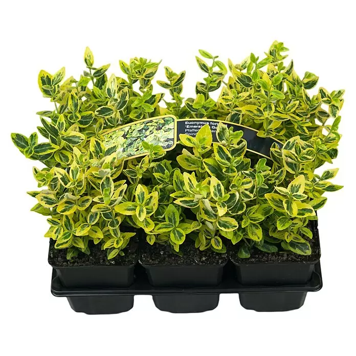 Piardino Stauden-SetBodendecker, Topfgröße: 9 cm