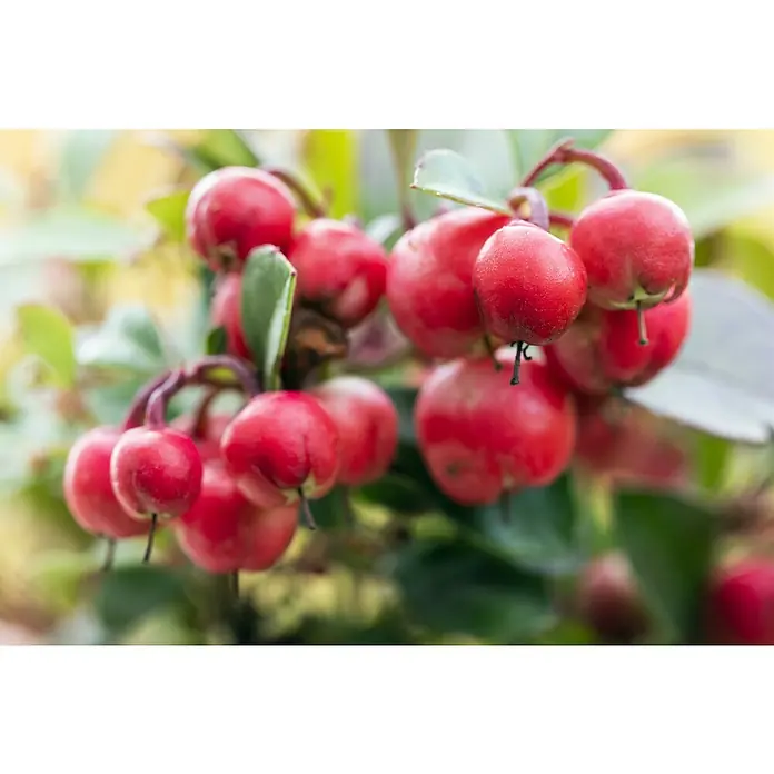 Piardino Rote Teppichbeere - Gaultheria procumbens, Topfgröße: 23 cm - Nahaufnahme von reifen, roten Preiselbeeren am Strauch, die ihre natürliche Schönheit und Frische präsentieren.