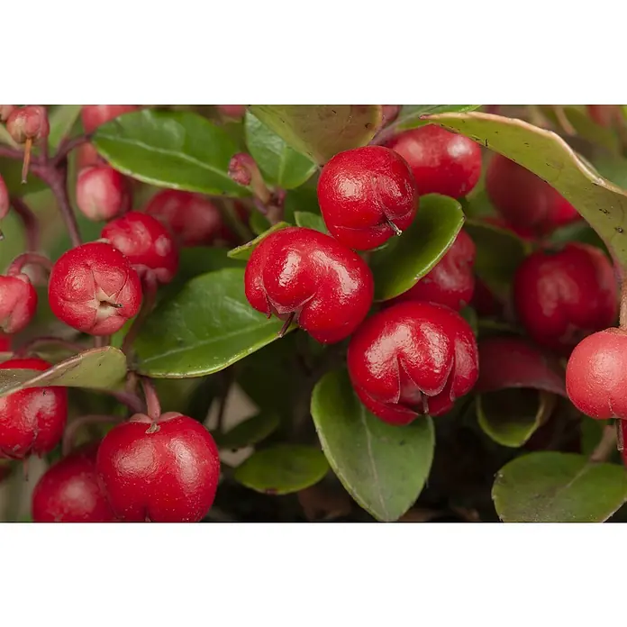 Piardino Rote Teppichbeere - Gaultheria procumbens, Topfgröße: 11 cm, Hellrosa - Nahaufnahme von glänzenden, roten Scheinbeeren zwischen grünen Blättern, die die leuchtende Farbe und die natürliche Textur hervorheben.
