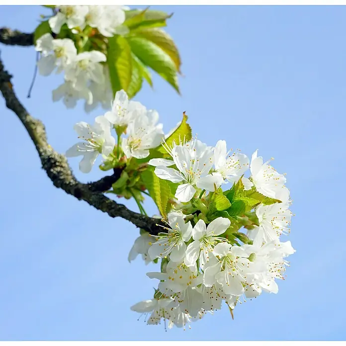Piardino Bio Süßkirschbaum - Prunus avium, Topfvolumen: 7 l, Erntezeit: Juni - Zarte weiße Kirschblütenzweige vor einem strahlend blauen Himmel. Die Blütenblätter sind zart und die Blütenstände üppig.