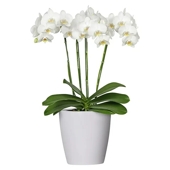 Artevasi Orchideentopf - Außenmaß (Ø x H): 14 x 14 cm, Keramik, Weiß - Nahaufnahme einer weißen Orchidee in einem weißen Topf, die Eleganz und Ruhe ausstrahlt. Perfekt für die Dekoration jedes Raumes.