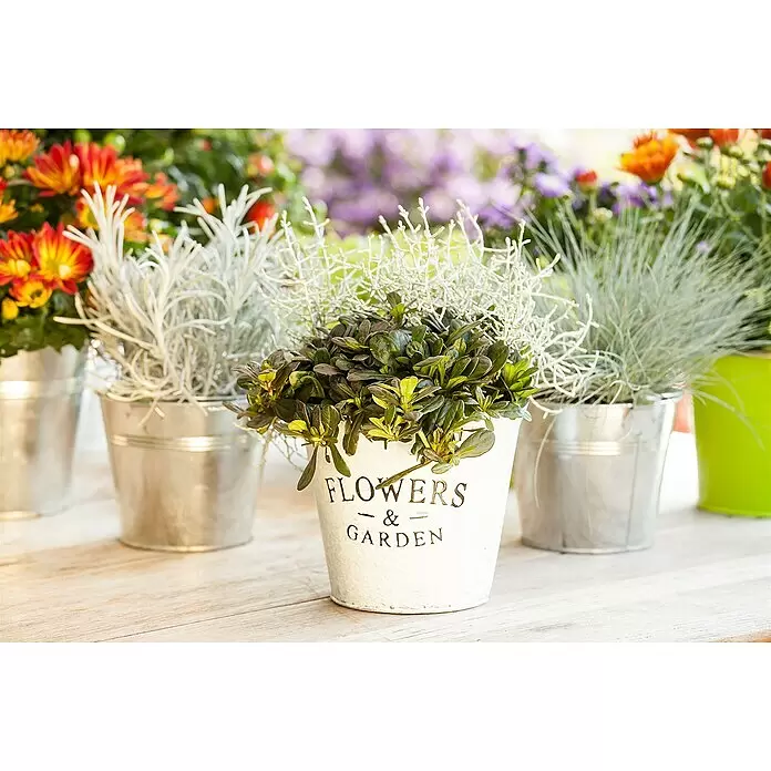 Piardino Pflanzen-Mix Silber-Sortiment - Herbstschönheiten, Topfgröße: 12 cm - Ein weißer Metalltopf mit der Aufschrift „FLOWERS & GARDEN“, der eine kleine grüne Pflanze enthält, zusammen mit anderen Topfpflanzen auf Holz.