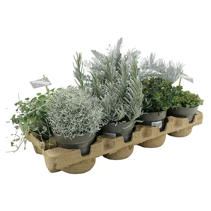 Piardino Pflanzen-Mix Silber-Sortiment - Herbstschönheiten, Topfgröße: 12 cm - Eine braune Kartonschale mit sechs kleinen Topfpflanzen mit silbergrauen und grünen Blättern, einige mit 'ME-tallica'-Etiketten.