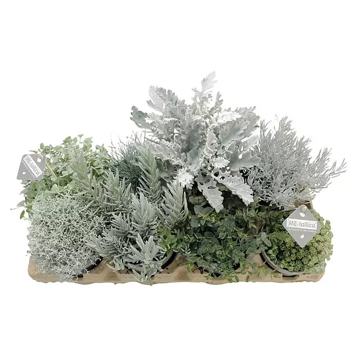 Piardino Pflanzen-Mix Silber-Sortiment - Herbstschönheiten, Topfgröße: 12 cm - Pflanzenschale mit verschiedenen silbrig-grünen Pflanzen, darunter Blätter mit Spitzen und Nadeln, plus zwei 'ME-tallica'-Etiketten.