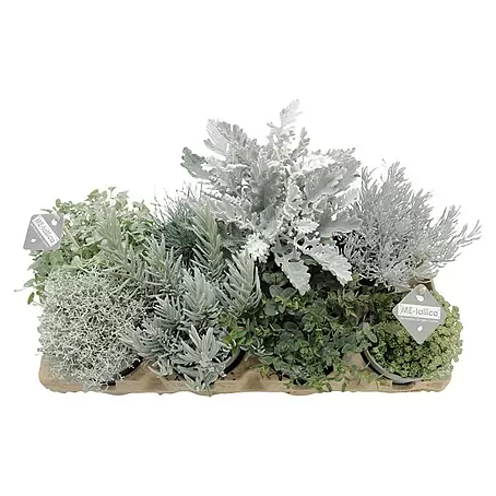 Piardino  Pflanzen-Mix Silber-Sortiment