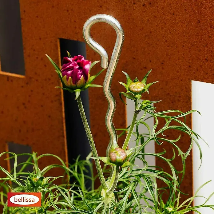 Bellissa Pflanzenstütze Mainau - 70 cm, Silber - Nahaufnahme einer Bellissa-Pflanze mit einem spiralförmigen Metallstab. Die Pflanze hat grüne Blätter und eine rote Blume.