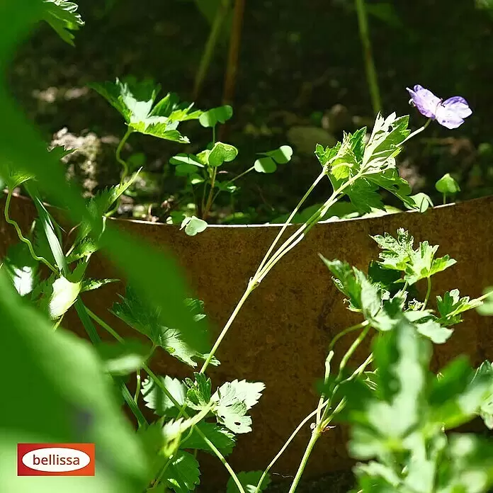 Bellissa Pflanzschale Hangabsicherung Collina - L x B x H: 96,5 x 1 x 34 cm, Corten - Detailaufnahme