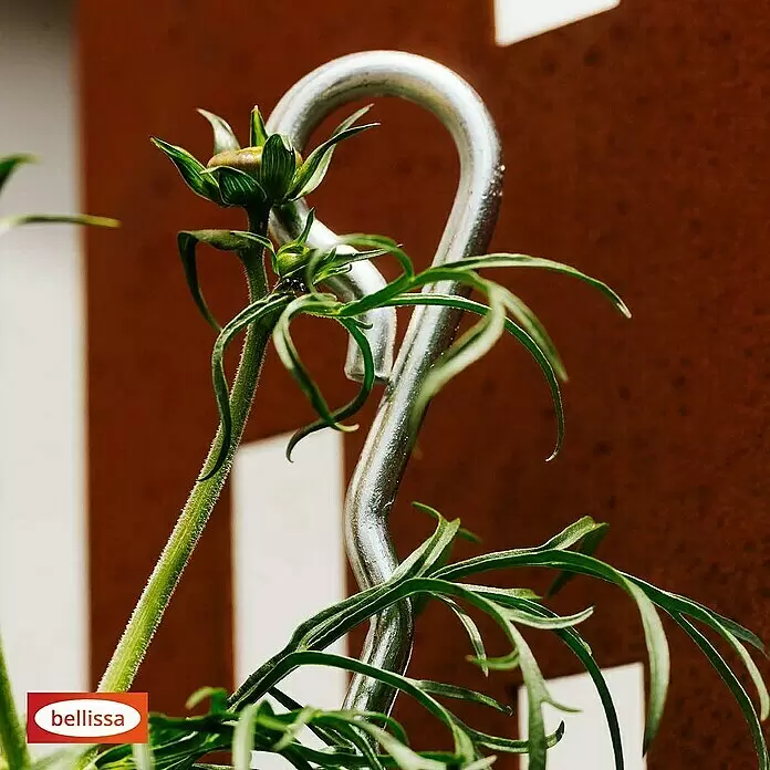 Bellissa Pflanzenstütze Mainau - 70 cm, Silber - Glänzender silberner Pflanzenstützhaken aus Metall mit einem grünen Pflanzenstiel und einer Knospe.