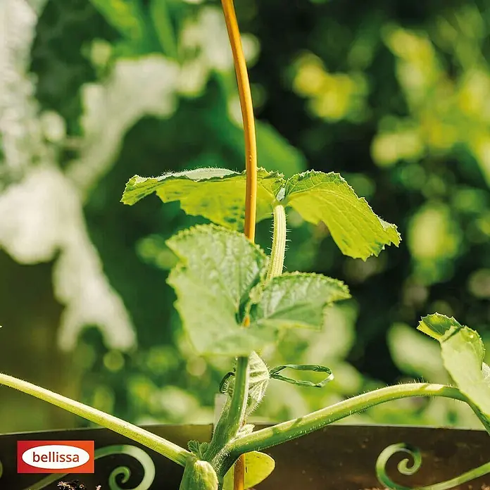 Bellissa Tomatenspirale Colorata - Länge: 110 cm, Honig - Junger Gurken-Setzling, an einem gelben Stab befestigt, mit grünen Blättern, die im Garten wachsen.