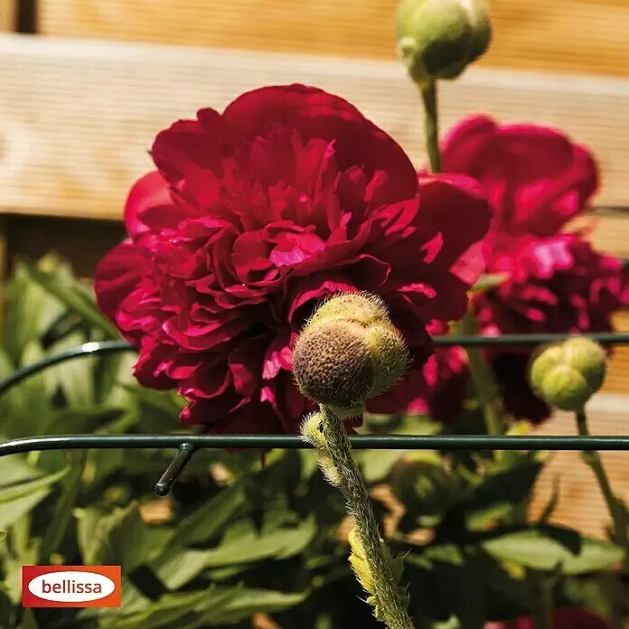 Bellissa Pflanzenstütze Annabelle - 57 x 65 x 60 cm - Dunkelgrüner Metall-Gartenstützbügel, der eine leuchtend rote Pfingstrose in Blüte mit Knospen stützt.