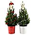 Piardino Picea glauca Conica kerstboom versierd 