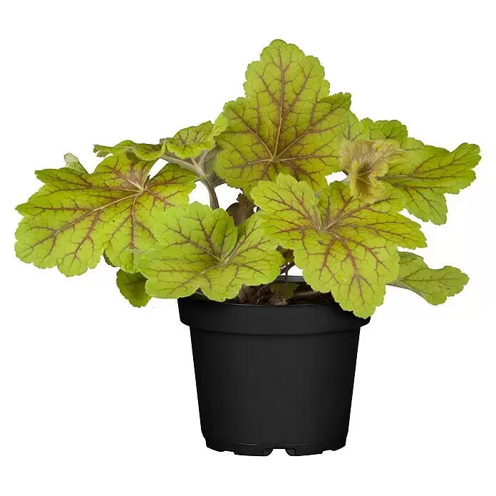 Piardino PurpurglöckchenHeuchera Hybride, Topfgröße: 13 cm, Gelb