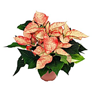Piardino Weihnachtsstern (Topfgröße: 22 cm)