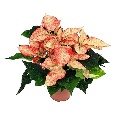 Piardino Flor de Pascua