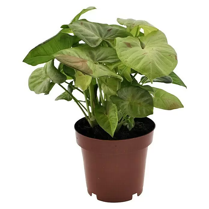 Piardino Purpurtute - Syngonium podophyllum, Topfgröße: 12 cm - Vorderansicht
