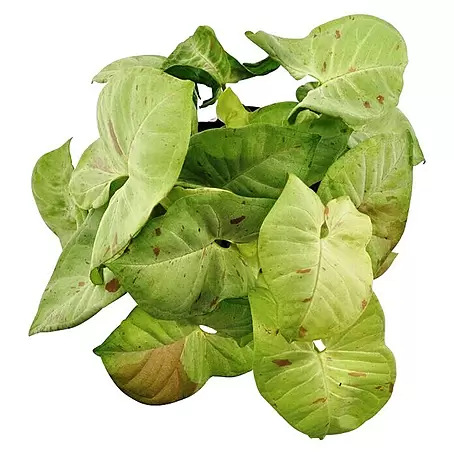 Piardino  Purpurtute