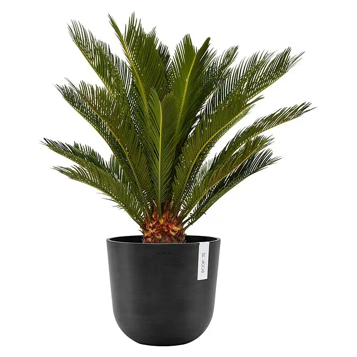 Ecopots Oslo Pflanztopf - Außenmaß (Ø x H): 25 x 21,8 cm, Kunststoff, Dunkelgrau - Sago-Palme in schwarzem Topf von Ecopots. Die Pflanze hat viele grüne Blätter, die aus dem Topf herausragen, der einen minimalistischen Look hat.