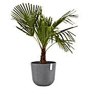 Ecopots Oslo Pflanztopf (Außenmaß (Ø x H): 35 x 30,5 cm, Kunststoff, Grau) | BAUHAUS