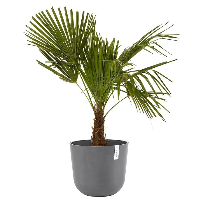 Ecopots Oslo Pflanztopf - Außenmaß (Ø x H): 35 x 30,5 cm, Kunststoff, Grau - Zimmerpflanze: Eine grüne Zwergpalme in einem grauen Pflanztopf.
