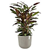 Ecopots Oslo Pflanztopf (Außenmaß (Ø x H): 35 x 30,5 cm, Kunststoff, Braungrau) | BAUHAUS