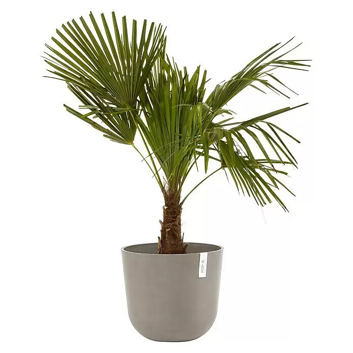 Ecopots Oslo Pflanztopf - Außenmaß (Ø x H): 35 x 30,5 cm, Kunststoff, Braungrau - Kleine Palmenpflanze in einem runden, grauen Topf.