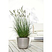 Ecopots Oslo Pflanztopf (Außenmaß (Ø x H): 35 x 30,5 cm, Kunststoff, Braungrau) | BAUHAUS