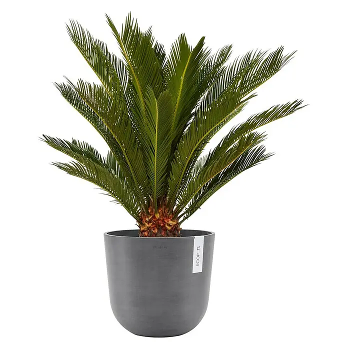 Ecopots Oslo Pflanztopf - Außenmaß (Ø x H): 25 x 21,8 cm, Kunststoff, Grau - Zimmerpflanze in einem grauen Topf mit dem Markennamen Ecopotis.