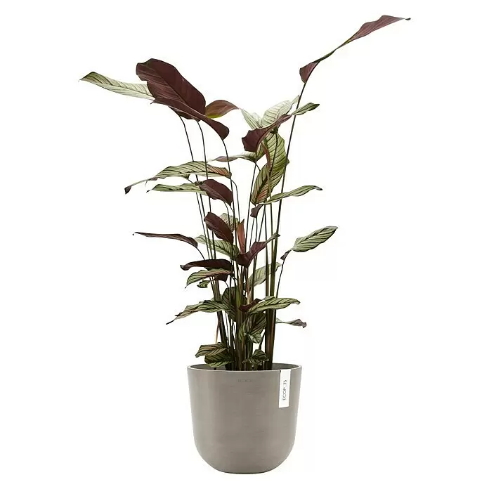 Ecopots Oslo Pflanztopf - Außenmaß (Ø x H): 25 x 21,8 cm, Kunststoff, Braungrau - Hohe Topfpflanze mit grün-rot/violett gestreiften Blättern in grauem Topf mit ECOPOTS-Etikett.