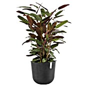 Ecopots Oslo Pflanztopf (Außenmaß (Ø x H): 35 x 30,5 cm, Kunststoff, Dunkelgrau) | BAUHAUS