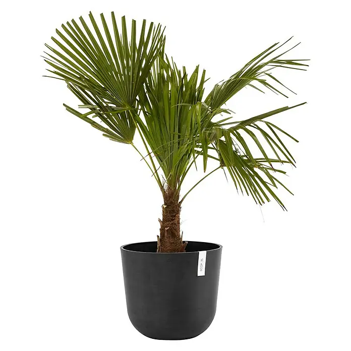 Ecopots Oslo Pflanztopf - Außenmaß (Ø x H): 35 x 30,5 cm, Kunststoff, Dunkelgrau - Eine Zimmerpflanze, eine Zwergpalme, ist in einem eleganten schwarzen Topf platziert. Die grünen Blätter ragen elegant empor.