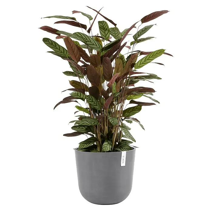 Ecopots Oslo Pflanztopf - Außenmaß (Ø x H): 35 x 30,5 cm, Kunststoff, Grau - Ein Calathea-Pflanze in einem modernen grauen Topf, die mit ihren gestreiften Blättern und braunen Unterseiten ein elegantes Ambiente schafft.