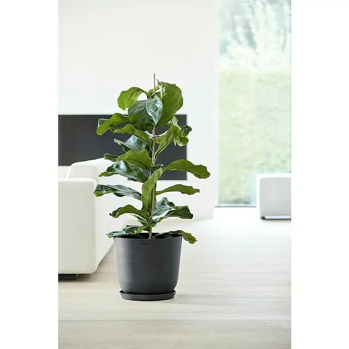 Ecopots Oslo Pflanztopf - Außenmaß (Ø x H): 35 x 30,5 cm, Kunststoff, Dunkelgrau - Ein üppiger Ficus lyrata in einem modernen, grauen Topf mit passender Untertasse. Das Grün der Blätter sticht hervor.