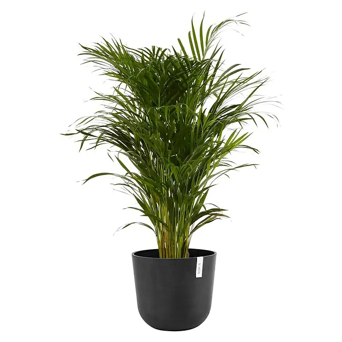 Ecopots Oslo Pflanztopf - Außenmaß (Ø x H): 35 x 30,5 cm, Kunststoff, Dunkelgrau - Zimmerpflanze in dunklem Topf: Die Kentia-Palme ist eine immergrüne Schönheit und sorgt für ein tropisches Flair in jedem Raum.