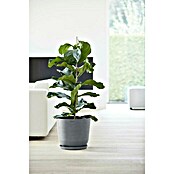 Ecopots Oslo Pflanztopf (Außenmaß (Ø x H): 35 x 30,5 cm, Kunststoff, Grau) | BAUHAUS