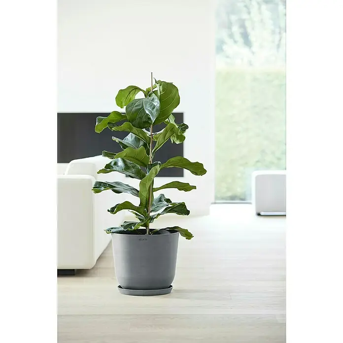 Ecopots Oslo Pflanztopf - Außenmaß (Ø x H): 35 x 30,5 cm, Kunststoff, Grau - Zimmerpflanze im grauen Blumentopf mit Stützstab, ideal für moderne Wohnräume.