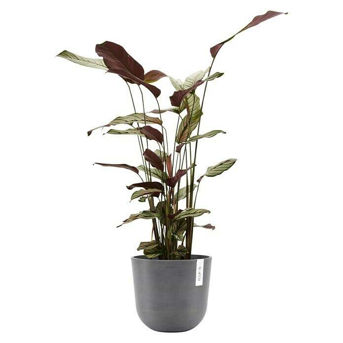 Ecopots Oslo Pflanztopf (Außenmaß (Ø x H): 25 x 21,8 cm, Kunststoff, Grau) | BAUHAUS