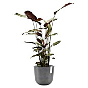 Ecopots Oslo Pflanztopf (Außenmaß (Ø x H): 25 x 21,8 cm, Kunststoff, Grau) | BAUHAUS