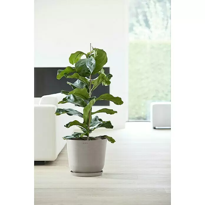 Ecopots Oslo Pflanztopf - Außenmaß (Ø x H): 35 x 30,5 cm, Kunststoff, Braungrau - Großer grauer Pflanztopf mit passender Untertasse, der eine hohe Geigenfeige in einem modernen Wohnzimmer beherbergt.
