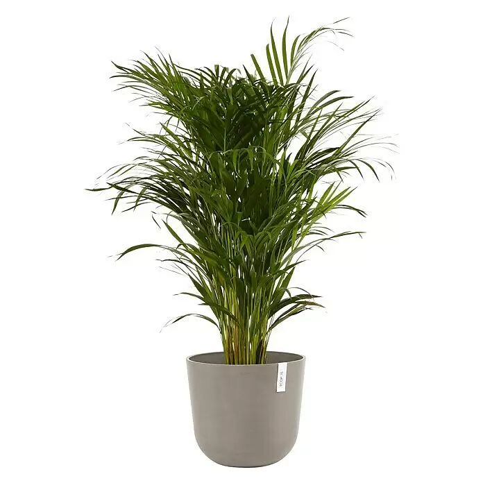 Ecopots Oslo Pflanztopf - Außenmaß (Ø x H): 35 x 30,5 cm, Kunststoff, Braungrau - Üppige grüne Palmen-Zimmerpflanze in einem schlichten grauen Pflanzgefäß.