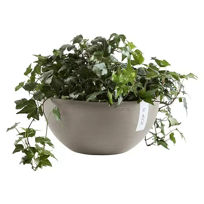 Ecopots Brussels Pflanzschale rund - Außenmaß (Ø x H): 35 x 16,7 cm, Kunststoff, Braungrau - Grauer runder ECOPOTS Pflanztopf mit üppigem grünen Efeu, der über die Seiten rankt.