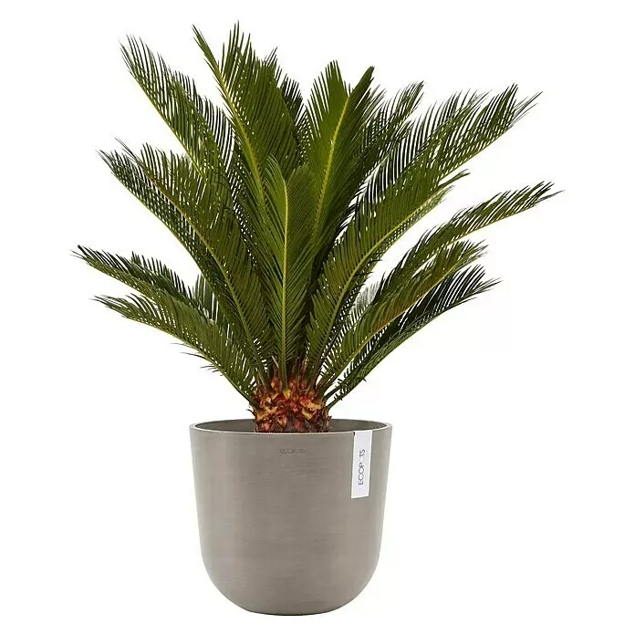Ecopots Oslo Pflanztopf - Außenmaß (Ø x H): 25 x 21,8 cm, Kunststoff, Braungrau - Eine grüne Sagopalme mit Wedeln in einem runden, grauen modernen Topf.