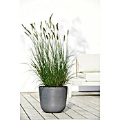 Ecopots Oslo Pflanztopf (Außenmaß (Ø x H): 35 x 30,5 cm, Kunststoff, Grau) | BAUHAUS