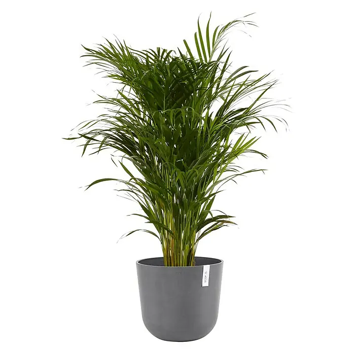 Ecopots Oslo Pflanztopf - Außenmaß (Ø x H): 35 x 30,5 cm, Kunststoff, Grau - Zimmerpflanze Areca Palme in einem modernen, grauen Topf. Perfekt für Innenräume und verleiht jedem Raum eine natürliche Note mit ihrem grünen Laub.