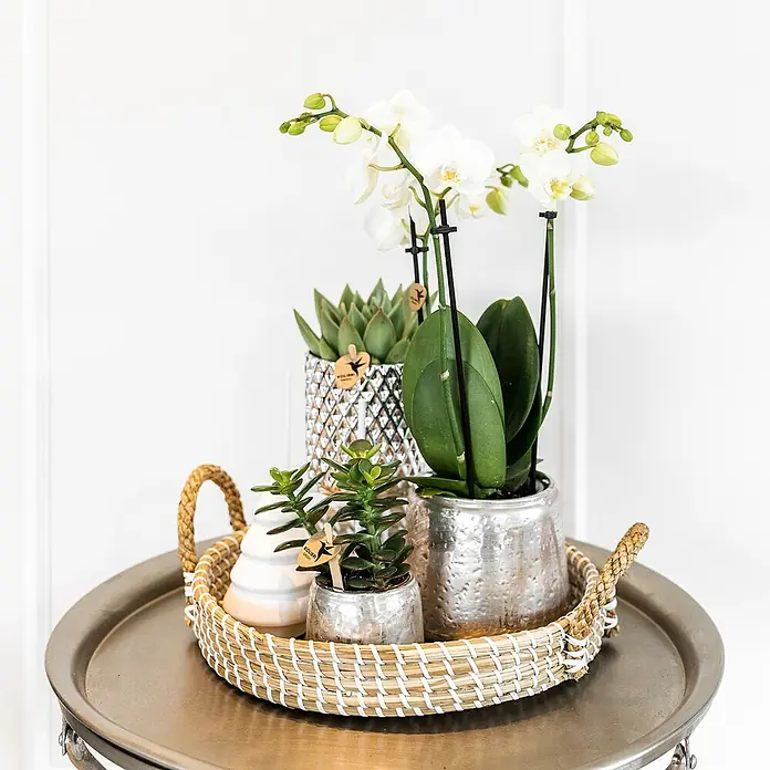 Piardino Zimmerpflanzen-ArrangementGrey Edge Silver - Weihnacht - Ein Arrangement mit Sukkulenten und einer Orchidee in silbernen Töpfen auf einem runden Tablett mit Bastrand für eine elegante Dekoration.